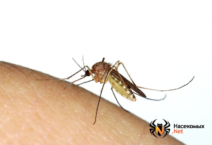 Виды комаров на территории России